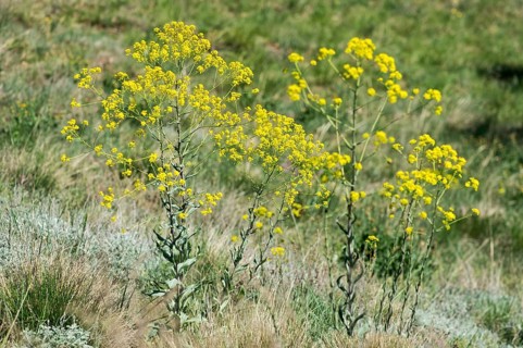 Woad