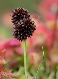 Swordleaf rush