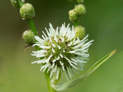 Simplestem bur-reed