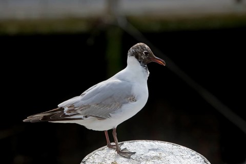 Black-headed gull