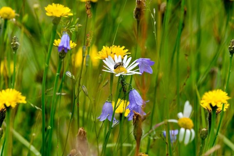 Flowering marguerite