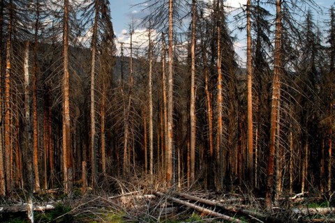 Dead trees