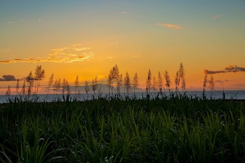 Sunset over the ocean with blooming sugar cane plants village of Petite Riviere