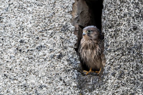 Common Common Kestrel