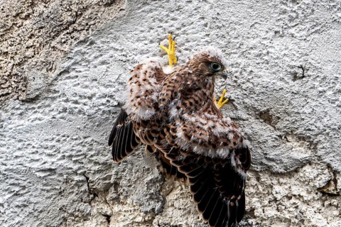 Common Common Kestrel