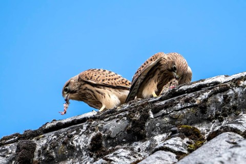 Common kestrel