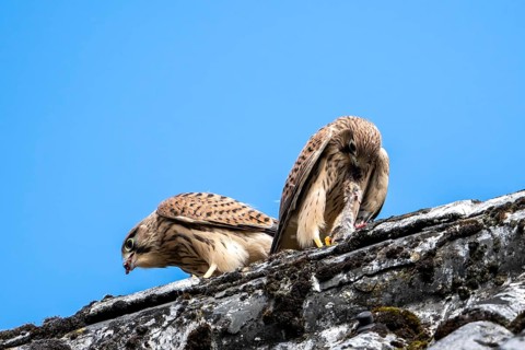 Common kestrel