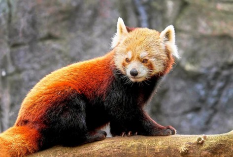 Red panda
