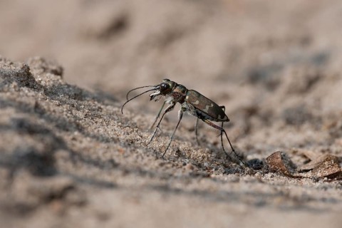 Northern dune tiger beetle