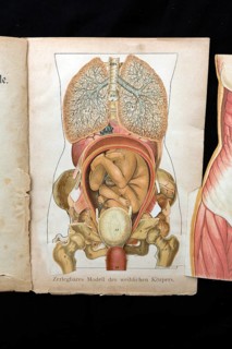 Dismountable model of a female body