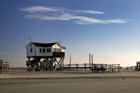 Pile dwelling in the mudflats at low tide