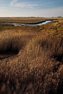 Vegetation and tideways in the Wadden Sea
