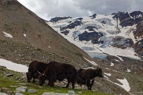 Three Tibetan domestic yaks