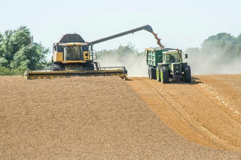 Threshing of grain with combine harvester at Ystad