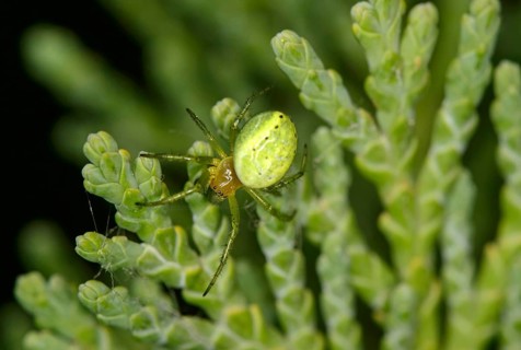 Cucumber green spider