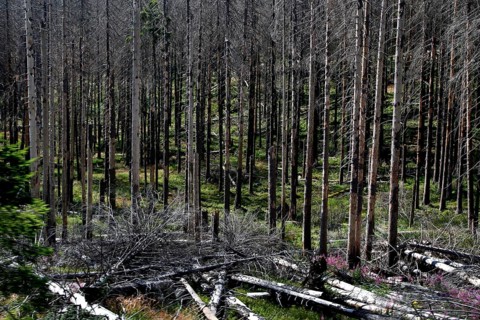 Dead trees