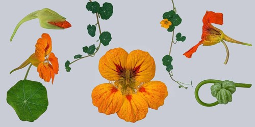 Garden nasturtium