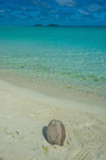 Coconut lying on a white sand beach before the turquoise waters in the Aitutaki lagoon