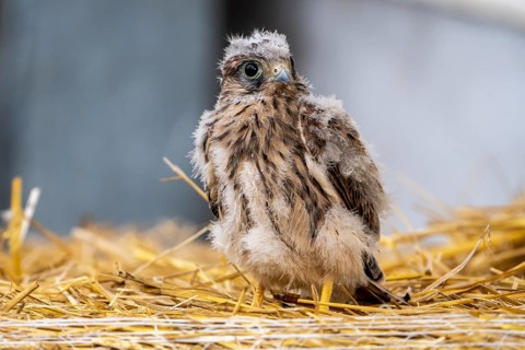 Common kestrel