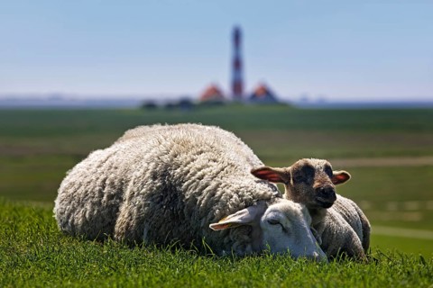Domestic sheep