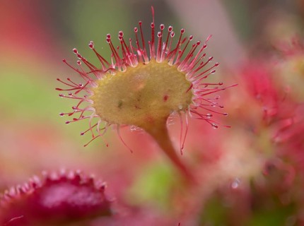 Common sundew