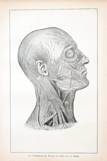 The branching of the nerves in the neck and face