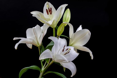 White lilly