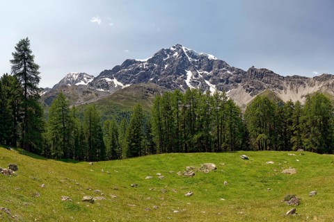 Mountain meadow with conifers