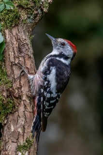 Middle spotted woodpecker