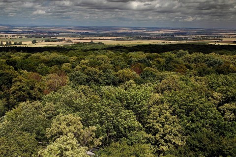 View from the treetop path to Hainich