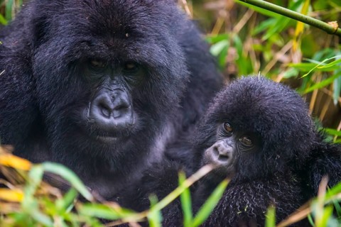 Mountain gorilla