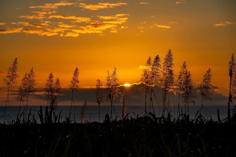 Sunset over the ocean with blooming sugar cane plants village of Petite Riviere