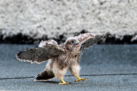 Common Common Kestrel