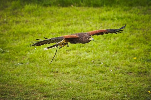 Harris Hawk