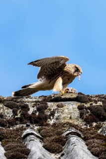 Common kestrel