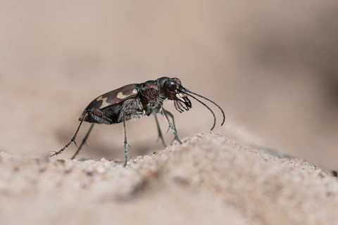 Northern dune tiger beetle