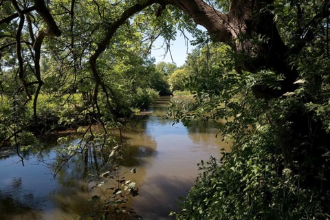 Erft in spring