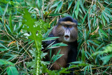 Golden monkey