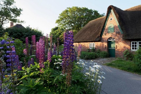 Farm garden with lupines