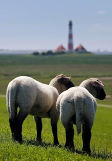 Domestic sheep