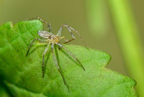 Bright flatback spider