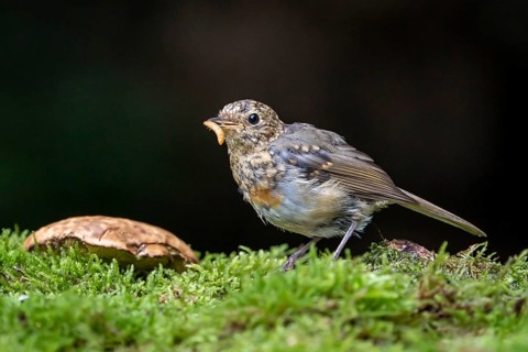 European robin