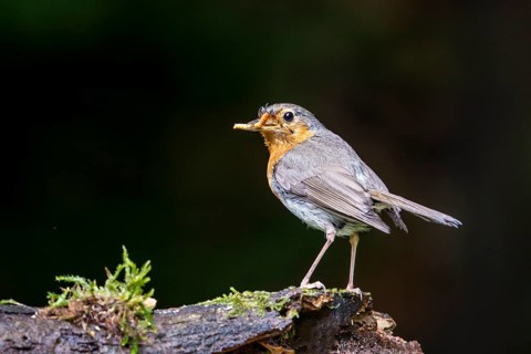 European robin
