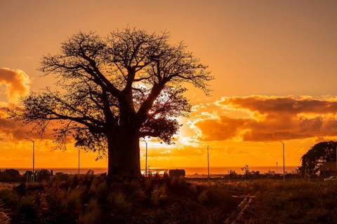 Silhouette of Baobab