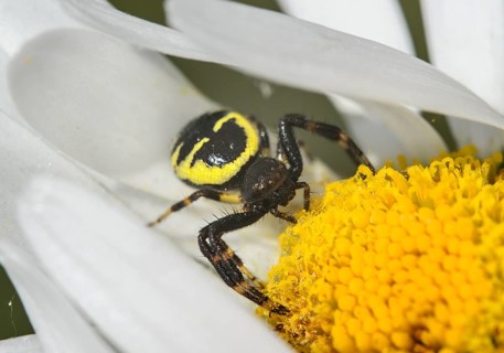Napoleon spider