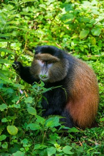 Golden monkey