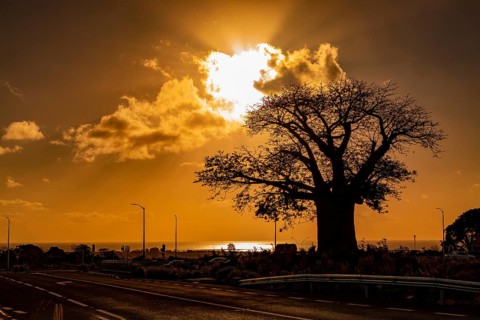 Silhouette of Baobab