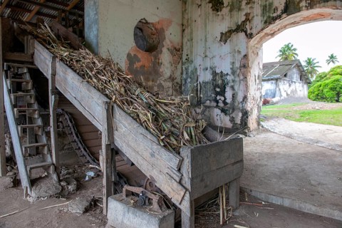 Chopped sugar cane ready for further processing for traditional rum distillery