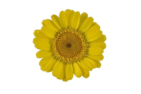 Golden marguerite