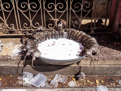 Sacred Rats
